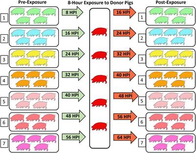 Transmission of Foot-and-Mouth Disease Virus during the Incubation Period in Pigs